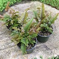 Pteris aspericaulis fern (Tricolor)